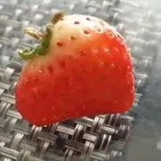 さっポの画像