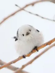 楪ちゃんの画像