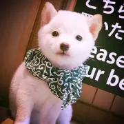 Hamuの画像