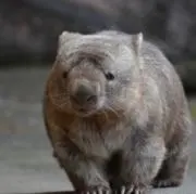 Wombatの画像