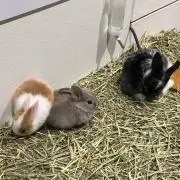 27の画像