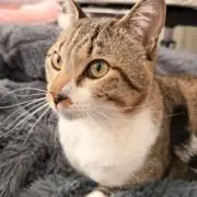 Sの画像