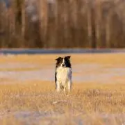 ゴンザレスの画像