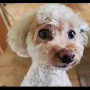 けこまる