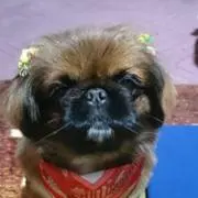チョコの画像