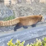 あずさの画像