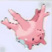 サニーゴの画像