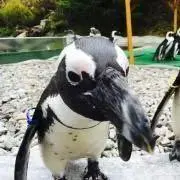 りん