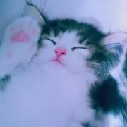 みけの画像