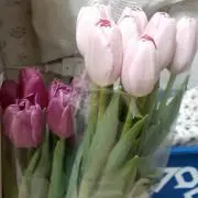 ひとみ
