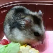 ララルルリリーの画像