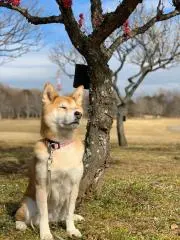 hirorinの画像