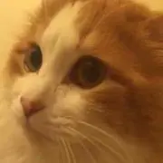 ふーじー