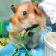 おかん