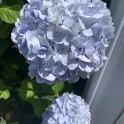 urimama