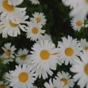 ひぃすけの画像