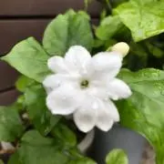 akikoの画像