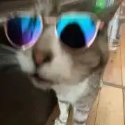 虎まるの画像