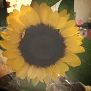 Sararaの画像