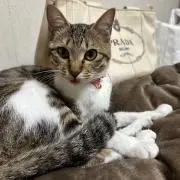 Gwen