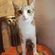 Samiの画像