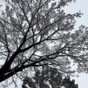 Deanの画像