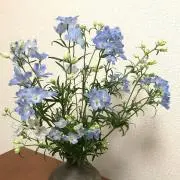 キャスの画像