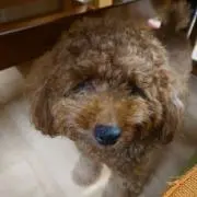 あらみ