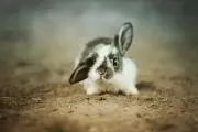 tomoの画像