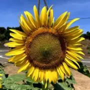 ひまわりの画像