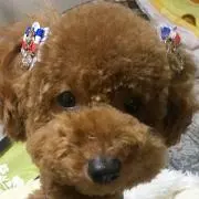 milo