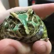 ガマ@本日発送できますの画像