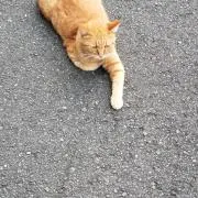 わたる