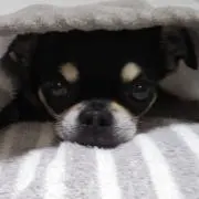 のん