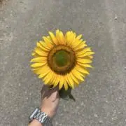 まの画像