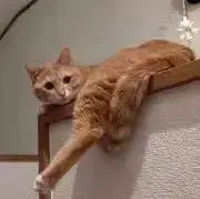 Soraの画像