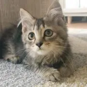 ヒカリの画像