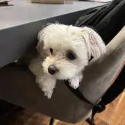 ぽんちゃんの画像