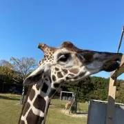 ねるの画像