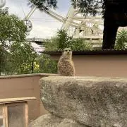 みみの画像