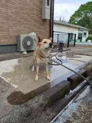 洗われた犬の画像