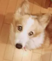 まーの画像