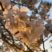 児玉@即購入歓迎