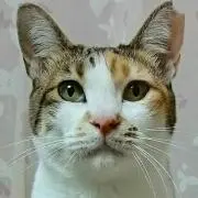 にくきゅう★の画像