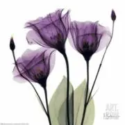 purple＊の画像