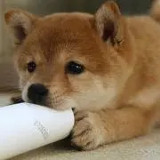 れれれの画像
