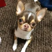 やあちゃんの画像