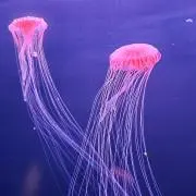 いっちゃん