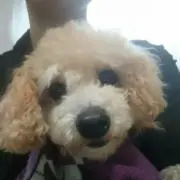 Qooの画像