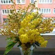 Mimosa